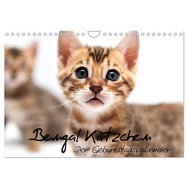 Bengal Kätzchen - Der Geburtstagskalender (Wandkalender 2024 DIN A4 quer), CALVENDO Monatskalender, Sylke Enderlein - Bethari Bengals