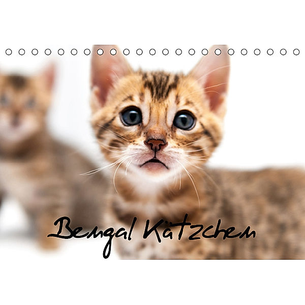 Bengal Kätzchen (Tischkalender 2019 DIN A5 quer), Sylke Enderlein - Bethari Bengals