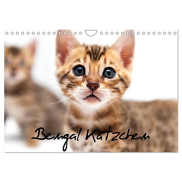 Bengal Kätzchen (Wandkalender 2024 DIN A4 quer), CALVENDO Monatskalender, Sylke Enderlein - Bethari Bengals