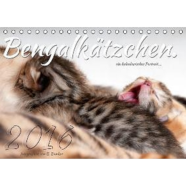 Bengalkätzchen (Tischkalender 2016 DIN A5 quer), Sylvio Banker