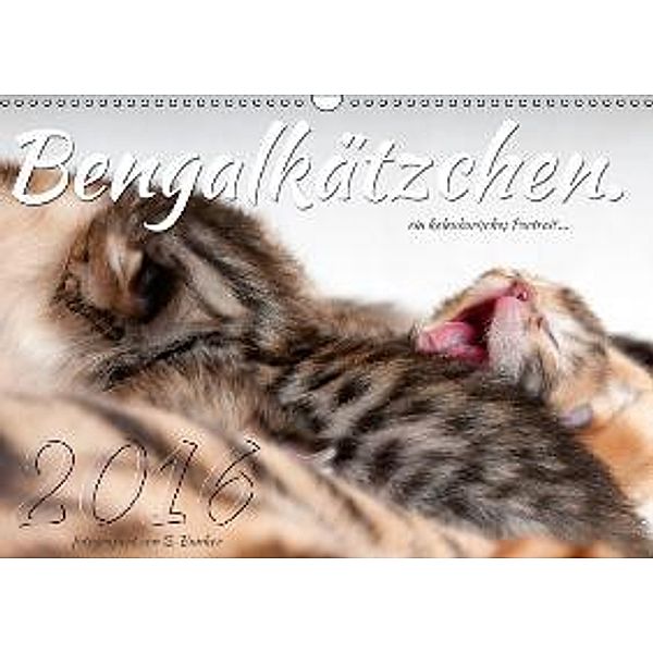 Bengalkätzchen (Wandkalender 2016 DIN A3 quer), Sylvio Banker