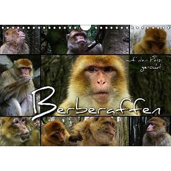 Berberaffen auf den Pelz gerückt (Wandkalender 2016 DIN A4 quer), Renate Bleicher