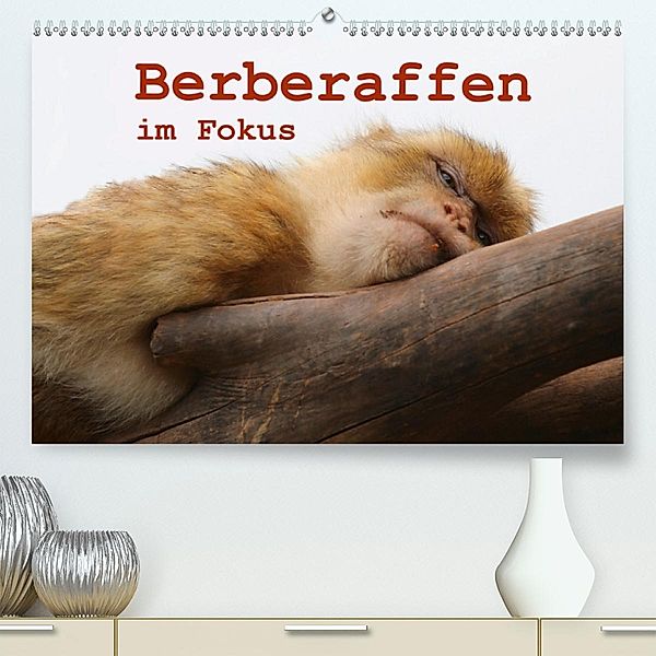 Berberaffen im Fokus (Premium, hochwertiger DIN A2 Wandkalender 2020, Kunstdruck in Hochglanz), Bernd Sprenger