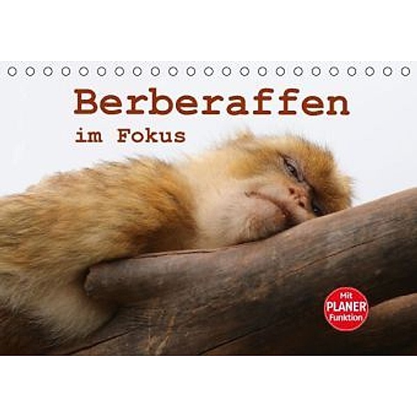 Berberaffen im Fokus (Tischkalender 2016 DIN A5 quer), Bernd Sprenger