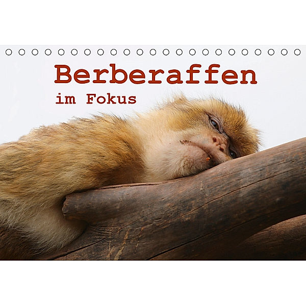 Berberaffen im Fokus (Tischkalender 2019 DIN A5 quer), Bernd Sprenger