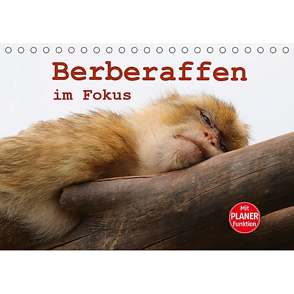 Berberaffen im Fokus (Tischkalender 2019 DIN A5 quer), Bernd Sprenger