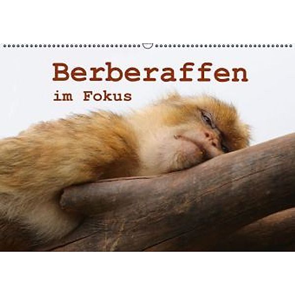 Berberaffen im Fokus (Wandkalender 2016 DIN A2 quer), Bernd Sprenger