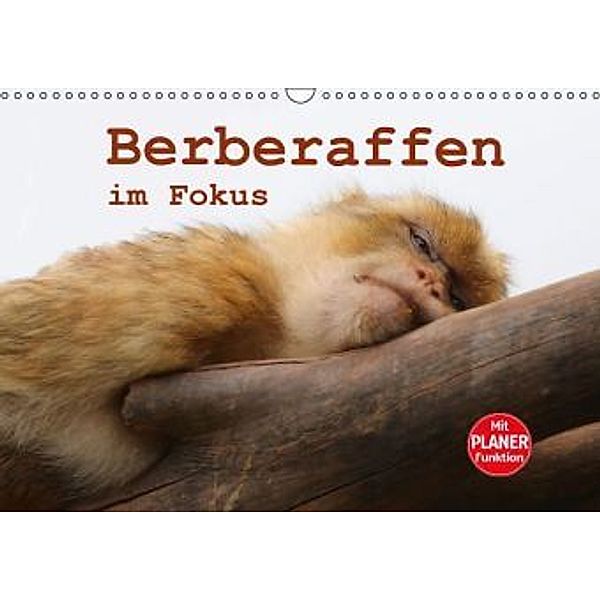 Berberaffen im Fokus (Wandkalender 2016 DIN A3 quer), Bernd Sprenger