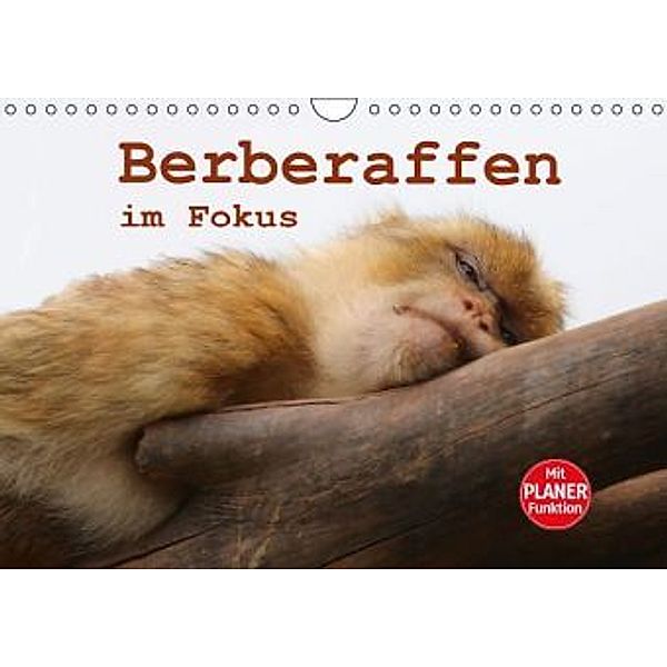 Berberaffen im Fokus (Wandkalender 2016 DIN A4 quer), Bernd Sprenger