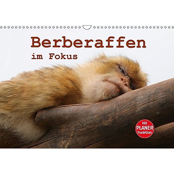 Berberaffen im Fokus (Wandkalender 2018 DIN A3 quer), Bernd Sprenger