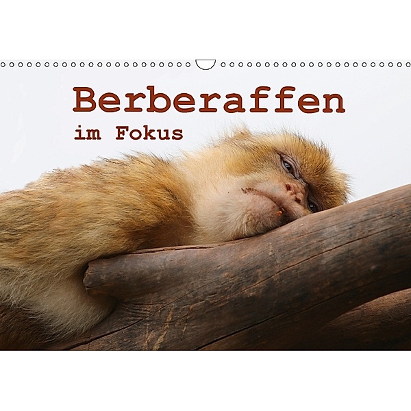 Berberaffen im Fokus (Wandkalender 2018 DIN A3 quer), Bernd Sprenger