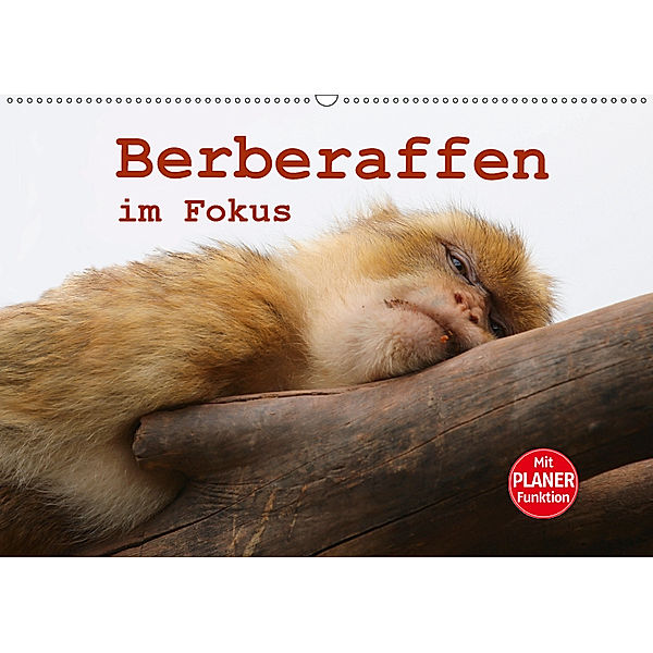 Berberaffen im Fokus (Wandkalender 2019 DIN A2 quer), Bernd Sprenger