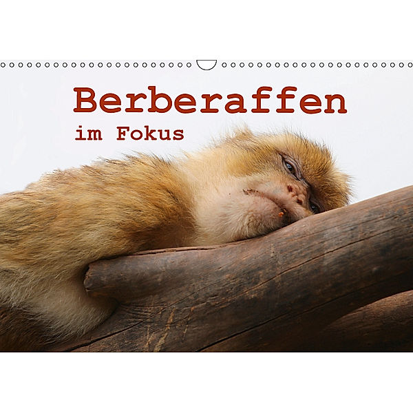 Berberaffen im Fokus (Wandkalender 2019 DIN A3 quer), Bernd Sprenger