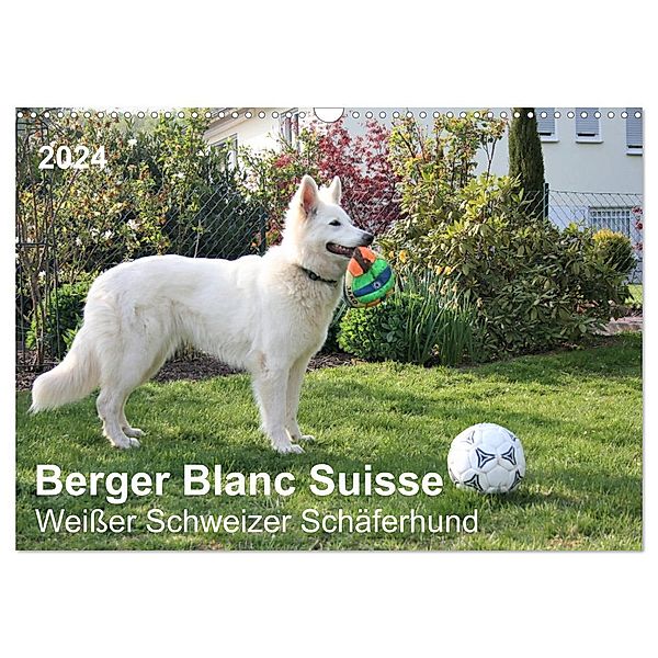 Berger Blanc Suisse - Weißer Schweizer Schäferhund (Wandkalender 2024 DIN A3 quer), CALVENDO Monatskalender, Margarete Brunhilde Kesting