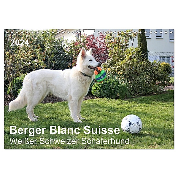Berger Blanc Suisse - Weißer Schweizer Schäferhund (Wandkalender 2024 DIN A4 quer), CALVENDO Monatskalender, Margarete Brunhilde Kesting