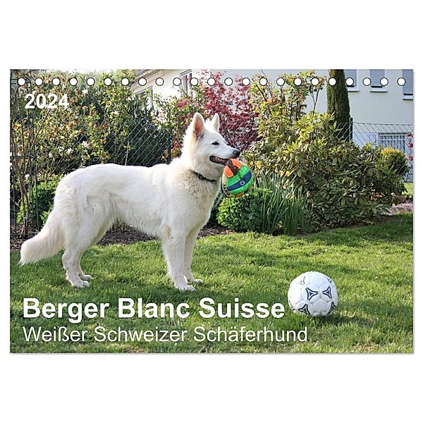 Berger Blanc Suisse - Weisser Schweizer Schäferhund (Tischkalender 2024 DIN A5 quer), CALVENDO Monatskalender, Margarete Brunhilde Kesting