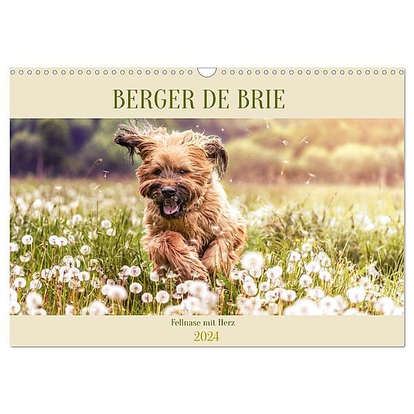 Berger de Brie - Fellnase mit Herz (Wandkalender 2024 DIN A3 quer), CALVENDO Monatskalender, Sonja Teßen