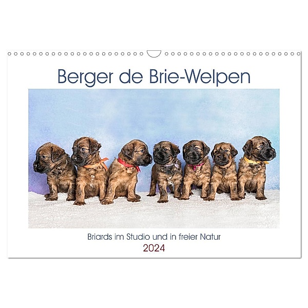 Berger de Brie - Welpen (Wandkalender 2024 DIN A3 quer), CALVENDO Monatskalender, Sonja Teßen
