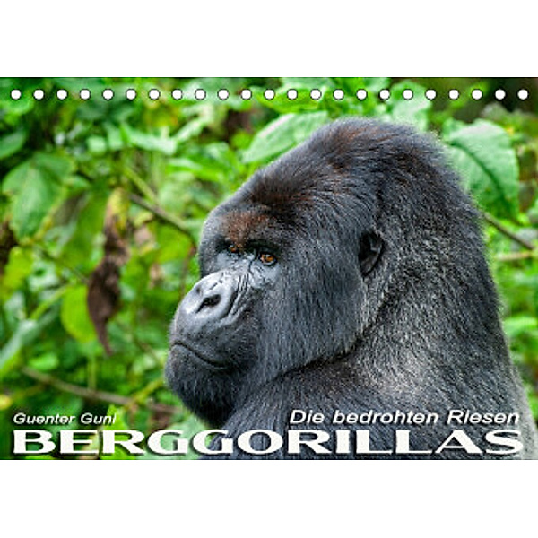 Berggorillas: die bedrohten Riesen (Tischkalender 2022 DIN A5 quer), Guenter Guni