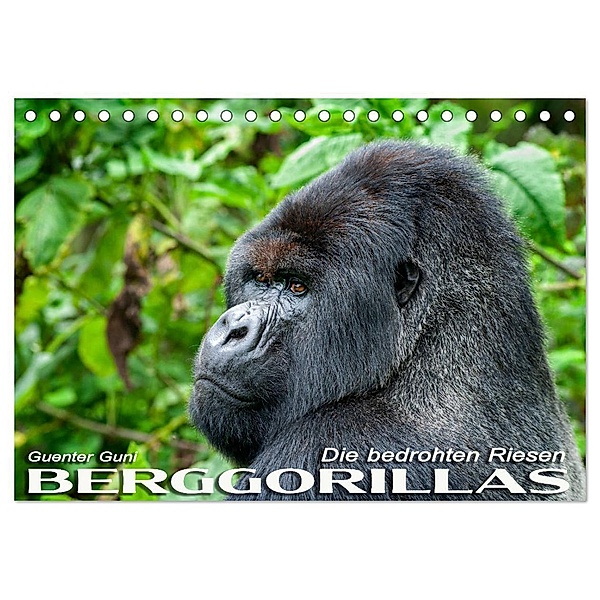Berggorillas: die bedrohten Riesen (Tischkalender 2024 DIN A5 quer), CALVENDO Monatskalender, Guenter Guni