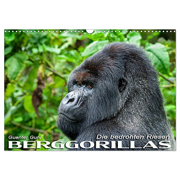 Berggorillas: die bedrohten Riesen (Wandkalender 2024 DIN A3 quer), CALVENDO Monatskalender, Guenter Guni