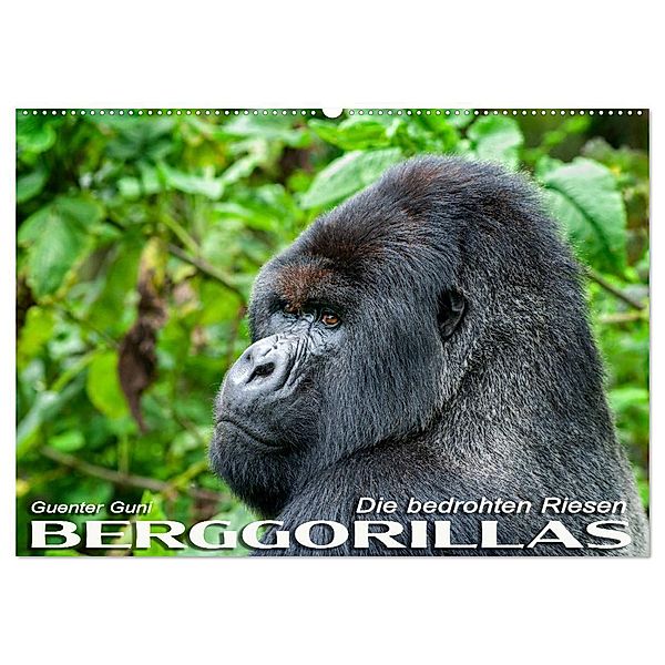 Berggorillas: die bedrohten Riesen (Wandkalender 2024 DIN A2 quer), CALVENDO Monatskalender, Guenter Guni