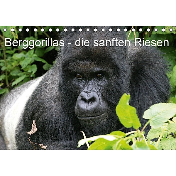 Berggorillas - die sanften Riesen (Tischkalender 2021 DIN A5 quer), Michael Herzog