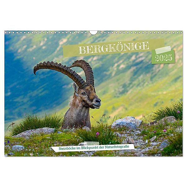 Bergkönige - Steinböcke im Blickpunkt der Naturforografie (Wandkalender 2025 DIN A3 quer), CALVENDO Monatskalender, Calvendo, Renaldo Caumont