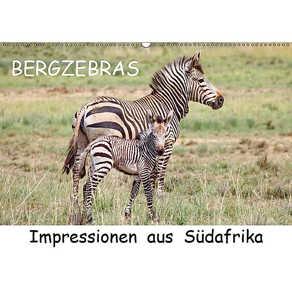 BERGZEBRAS Impressionen aus Südafrika (Wandkalender 2019 DIN A2 quer), Thula