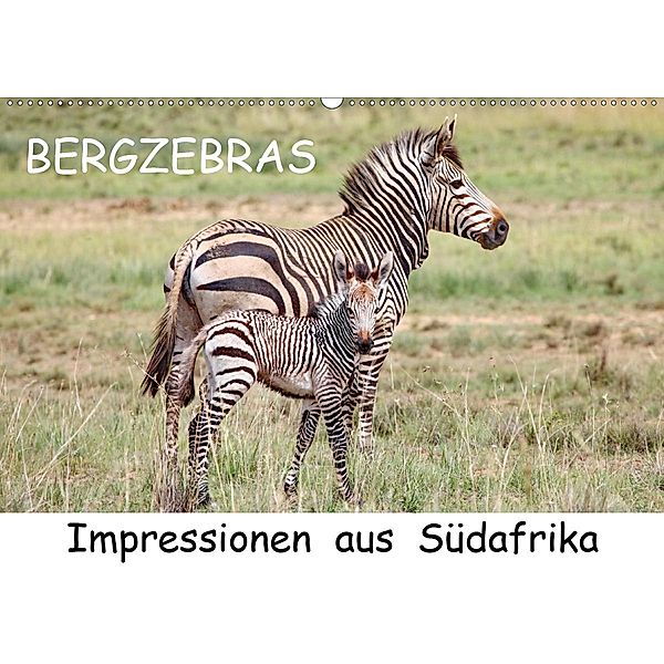 BERGZEBRAS Impressionen aus Südafrika (Wandkalender 2020 DIN A2 quer), Thula