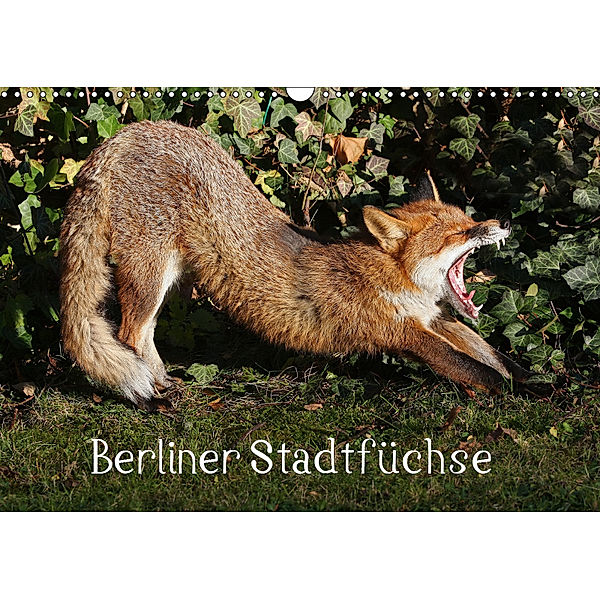 Berliner Stadtfüchse (Wandkalender 2019 DIN A3 quer), Klaus Konieczka