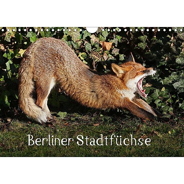 Berliner Stadtfüchse (Wandkalender 2021 DIN A4 quer), Klaus Konieczka
