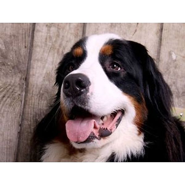 Berner Sennenhund - 100 Teile (Puzzle)