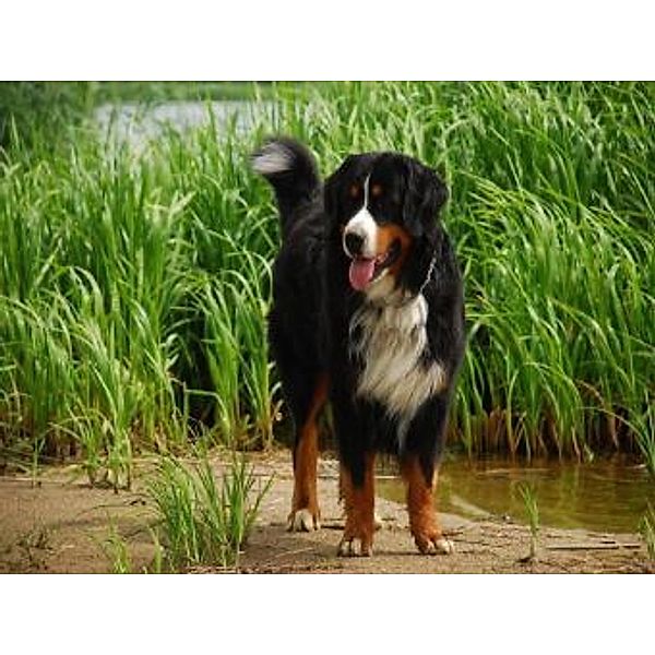 Berner Sennenhund - 2.000 Teile (Puzzle)