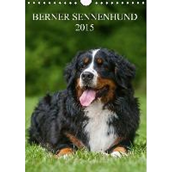 Berner Sennenhund 2015 (Wandkalender 2015 DIN A4 hoch), Sigrid Starick