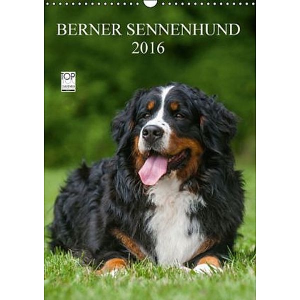 Berner Sennenhund 2016 (Wandkalender 2016 DIN A3 hoch), Sigrid Starick