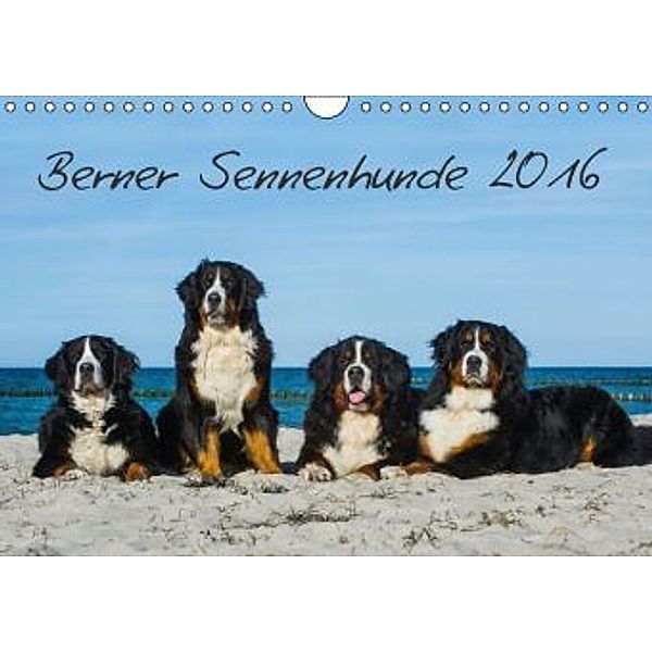 Berner Sennenhund 2016 (Wandkalender 2016 DIN A4 quer), Sigrid Starick