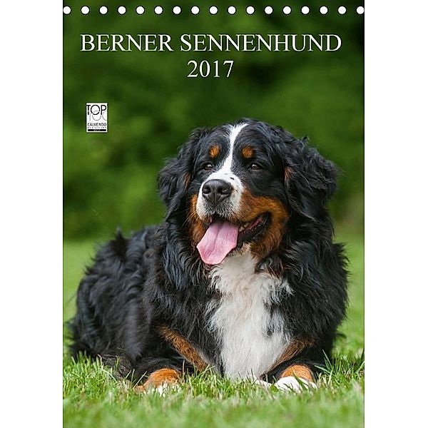 Berner Sennenhund 2017 (Tischkalender 2017 DIN A5 hoch), Sigrid Starick