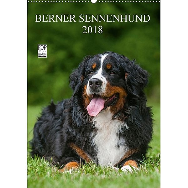Berner Sennenhund 2018 (Wandkalender 2018 DIN A2 hoch), Sigrid Starick