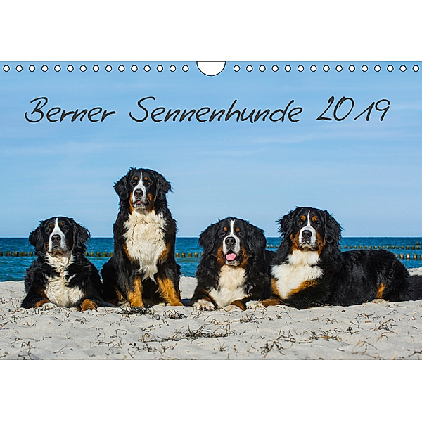Berner Sennenhund 2019 (Wandkalender 2019 DIN A4 quer), Sigrid Starick