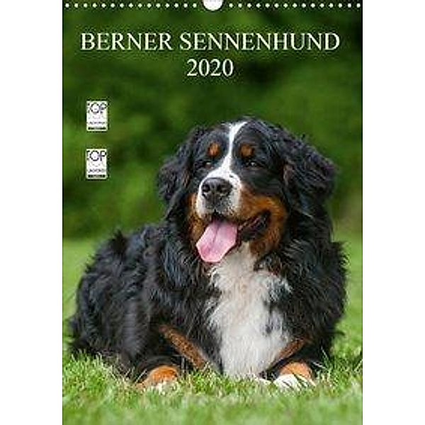 Berner Sennenhund 2020 (Wandkalender 2020 DIN A3 hoch), Sigrid Starick
