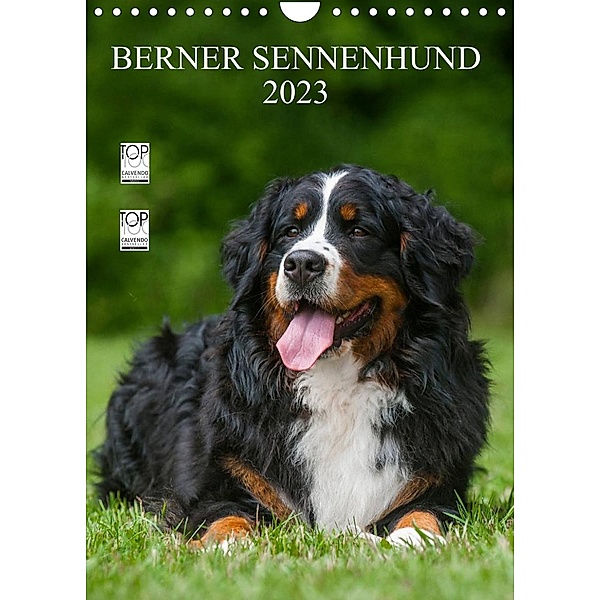 Berner Sennenhund 2023 (Wandkalender 2023 DIN A4 hoch), Sigrid Starick