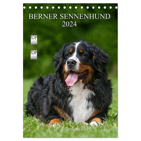 Berner Sennenhund 2024 (Tischkalender 2024 DIN A5 hoch), CALVENDO Monatskalender, Sigrid Starick