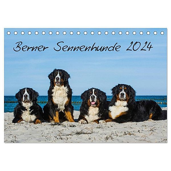 Berner Sennenhund 2024 (Tischkalender 2024 DIN A5 quer), CALVENDO Monatskalender, Sigrid Starick
