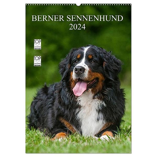 Berner Sennenhund 2024 (Wandkalender 2024 DIN A2 hoch), CALVENDO Monatskalender, Sigrid Starick