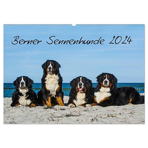 Berner Sennenhund 2024 (Wandkalender 2024 DIN A2 quer), CALVENDO Monatskalender, Sigrid Starick