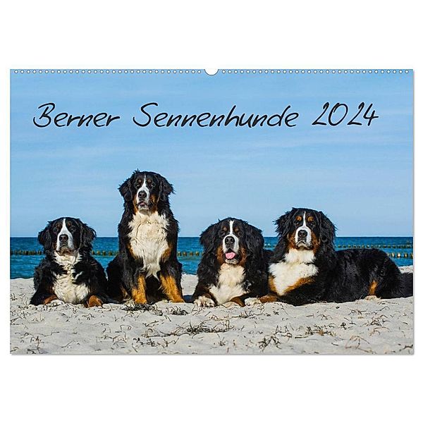 Berner Sennenhund 2024 (Wandkalender 2024 DIN A2 quer), CALVENDO Monatskalender, Sigrid Starick