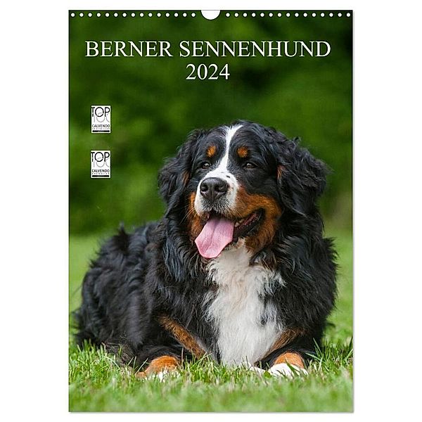 Berner Sennenhund 2024 (Wandkalender 2024 DIN A3 hoch), CALVENDO Monatskalender, Sigrid Starick