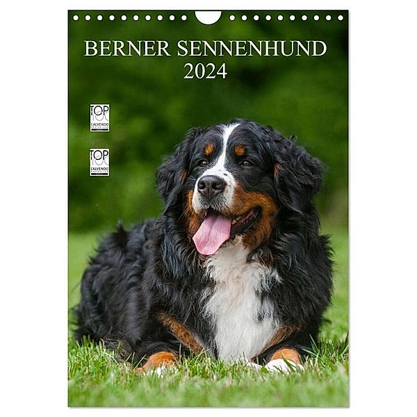 Berner Sennenhund 2024 (Wandkalender 2024 DIN A4 hoch), CALVENDO Monatskalender, Sigrid Starick