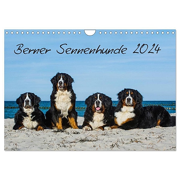 Berner Sennenhund 2024 (Wandkalender 2024 DIN A4 quer), CALVENDO Monatskalender, Sigrid Starick